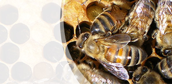 <b>New Legislation:<i> Bee Act </i></b>