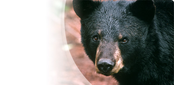 Be aware of <br>black bears